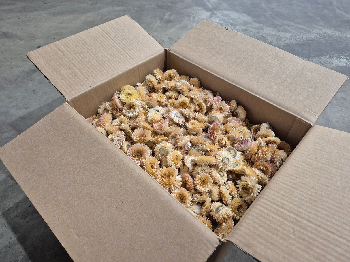 Helichrysum Heads, Dried, Natural White, per 1kg Box - 2nd Quality
