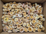 Helichrysum Heads, Dried, Natural White, per 1kg Box - 2nd Quality