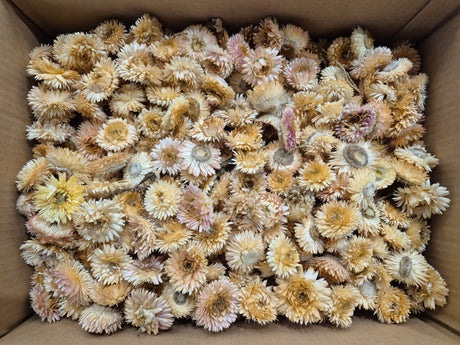 Helichrysum Heads, Dried, Natural White, per 1kg Box