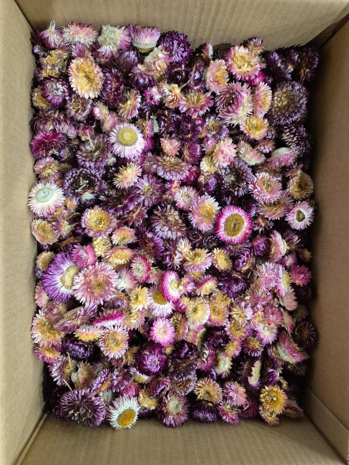 Helichrysum Heads, Dried, Natural Dark Pink, per 1kg Box - 2nd Quality