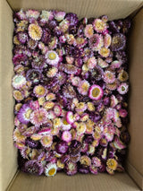 Helichrysum Heads, Dried, Natural Dark Pink, per 1kg Box - 2nd Quality