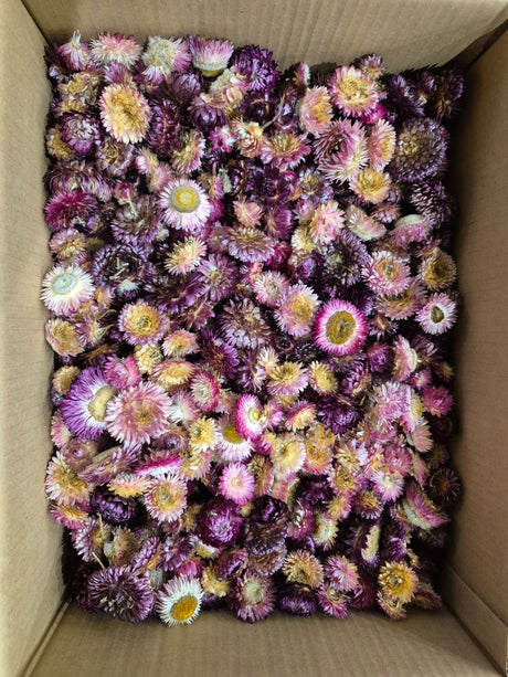 Helichrysum Heads, Dried, Natural Dark Pink, per 1kg Box