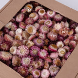 Helichrysum Heads, Dried, Natural Dark Pink, per 1kg Box
