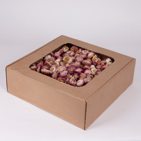Helichrysum Heads, Dried, Natural Dark Pink, per 1kg Box