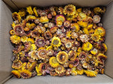 Helichrysum Heads, Dried, Natural Orange, per 1kg Box