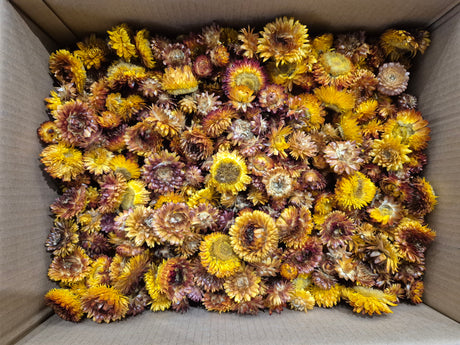Helichrysum Heads, Dried, Natural Orange, per 1kg Box