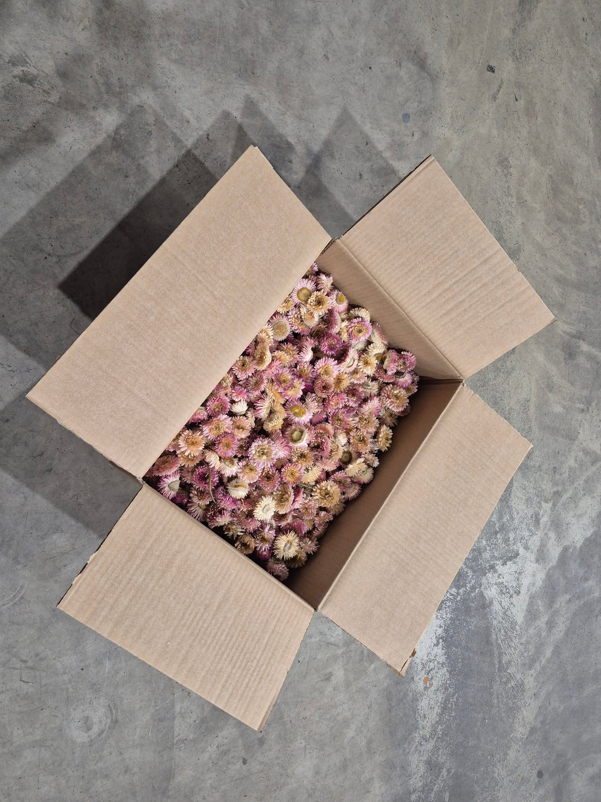 Helichrysum Heads, Dried, Natural Pink, per 1kg Box - 2nd Quality
