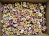 Helichrysum Heads, Dried, Natural Pink, per 1kg Box - 2nd Quality