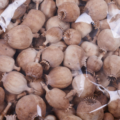 Poppy Seed Pods, (Papaver) - Premium Quality, Dried, Natural x 900g