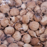 Poppy Seed Pods, (Papaver) - Premium Quality, Dried, Natural x 900g