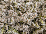 Statice tatarica, Dried, White, Box x 2.5kg
