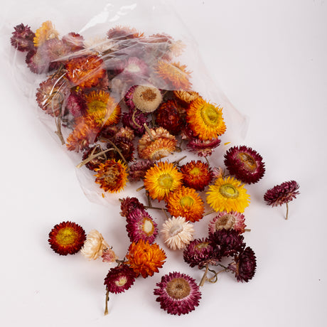Image shows a bag with 50g of mixed colour helichrysum heads.  Colours include Reds, Pinks, Oranges and Whites