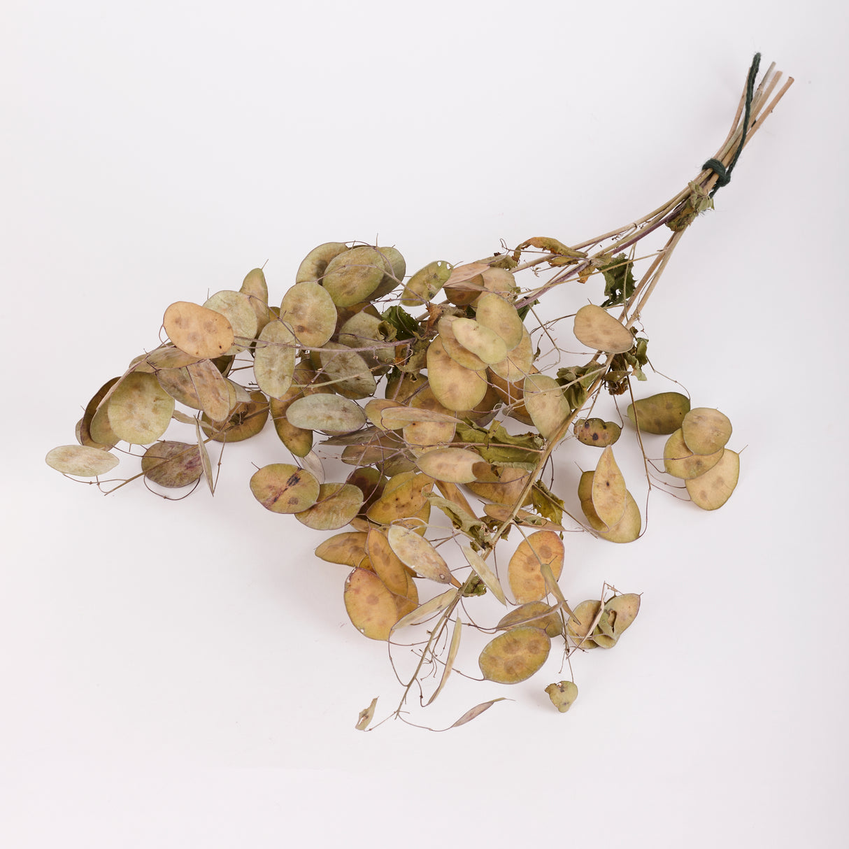 Lunaria (Honesty), British, Unpeeled, Bunch x 5 Stems
