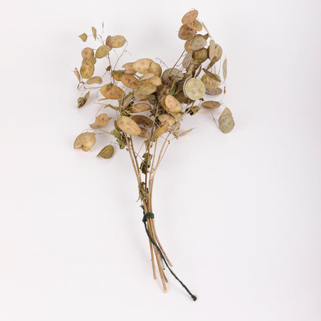 Lunaria (Honesty), British, Unpeeled, Bunch x 5 Stems