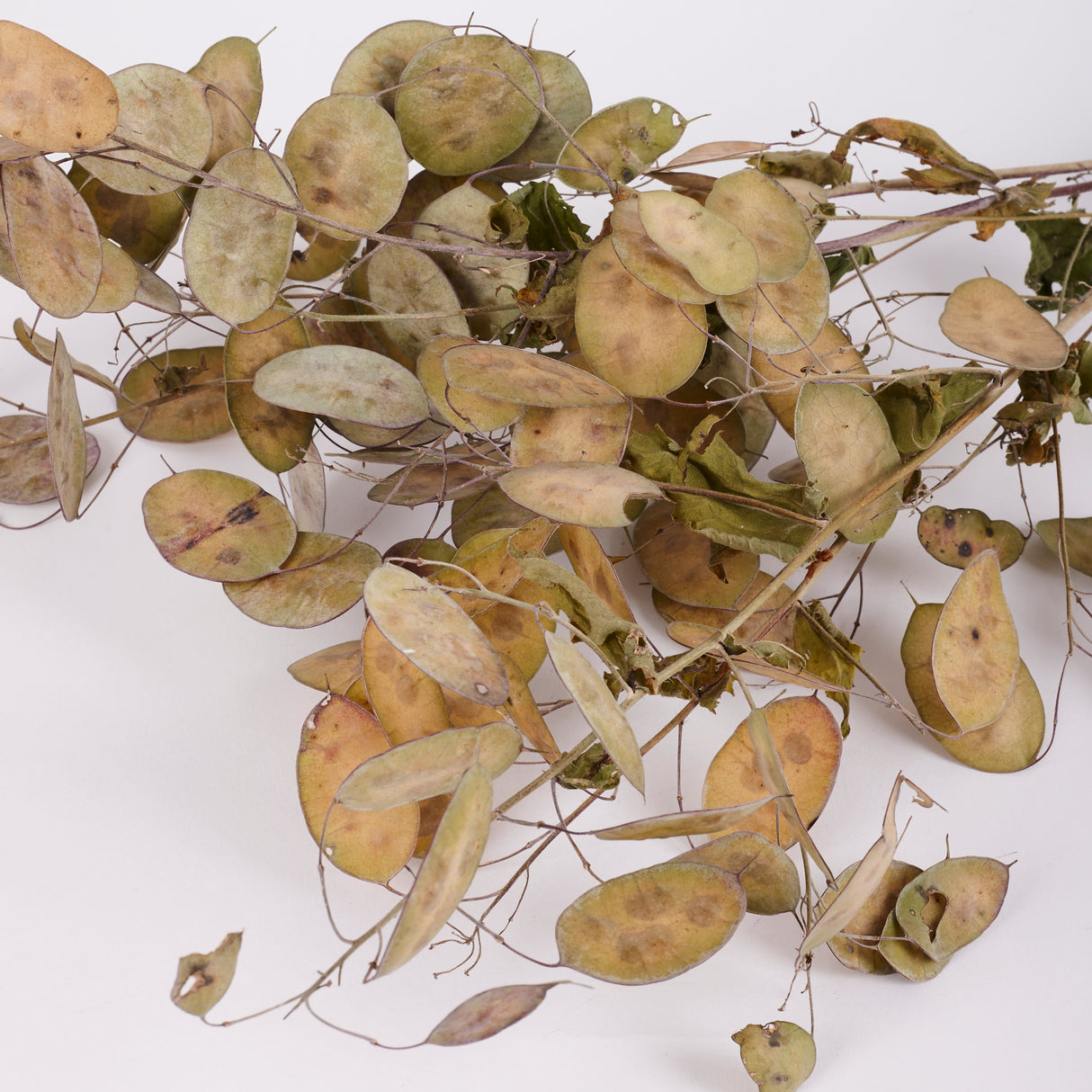 Lunaria (Honesty), British, Unpeeled, Bunch x 5 Stems