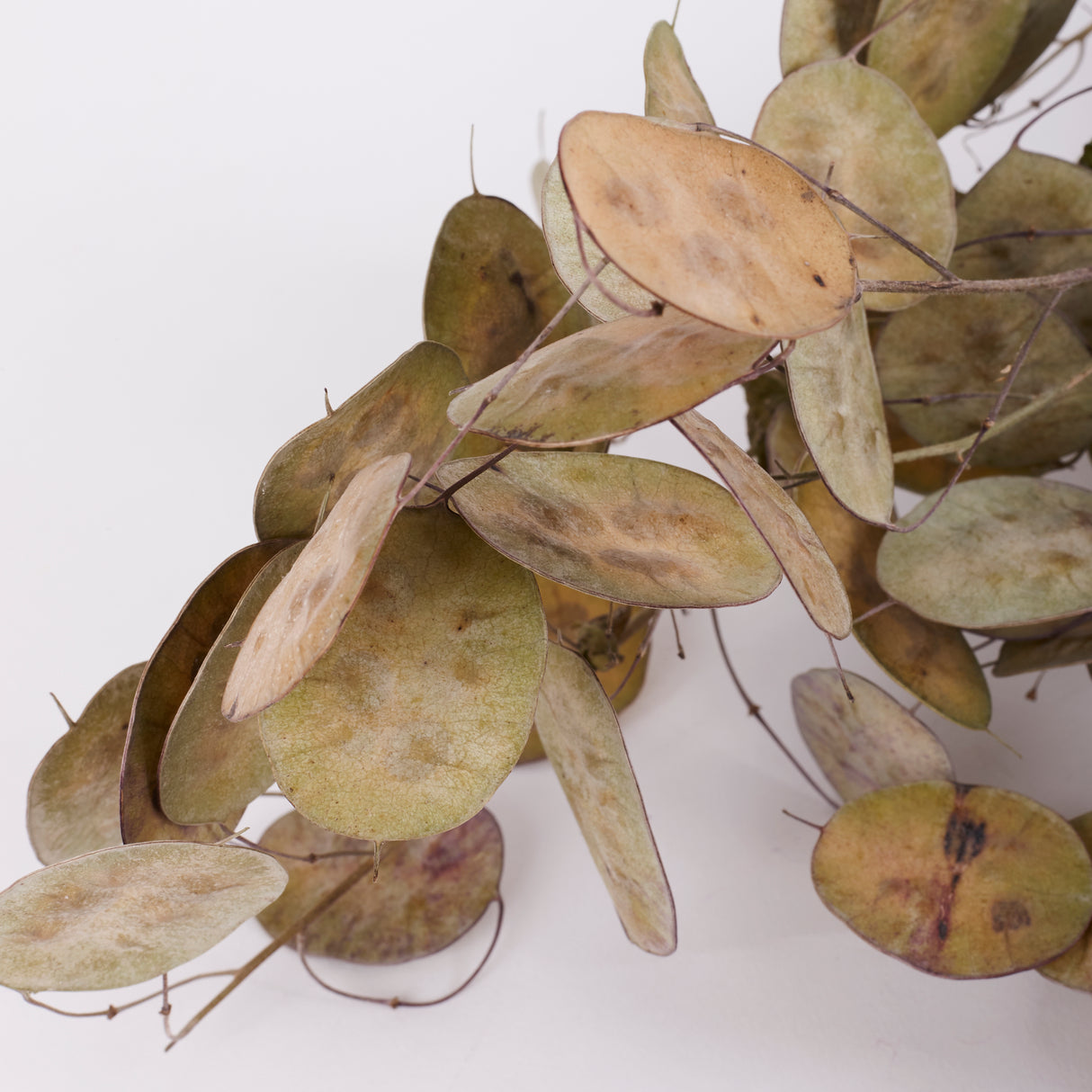 Lunaria (Honesty), British, Unpeeled, Bunch x 5 Stems