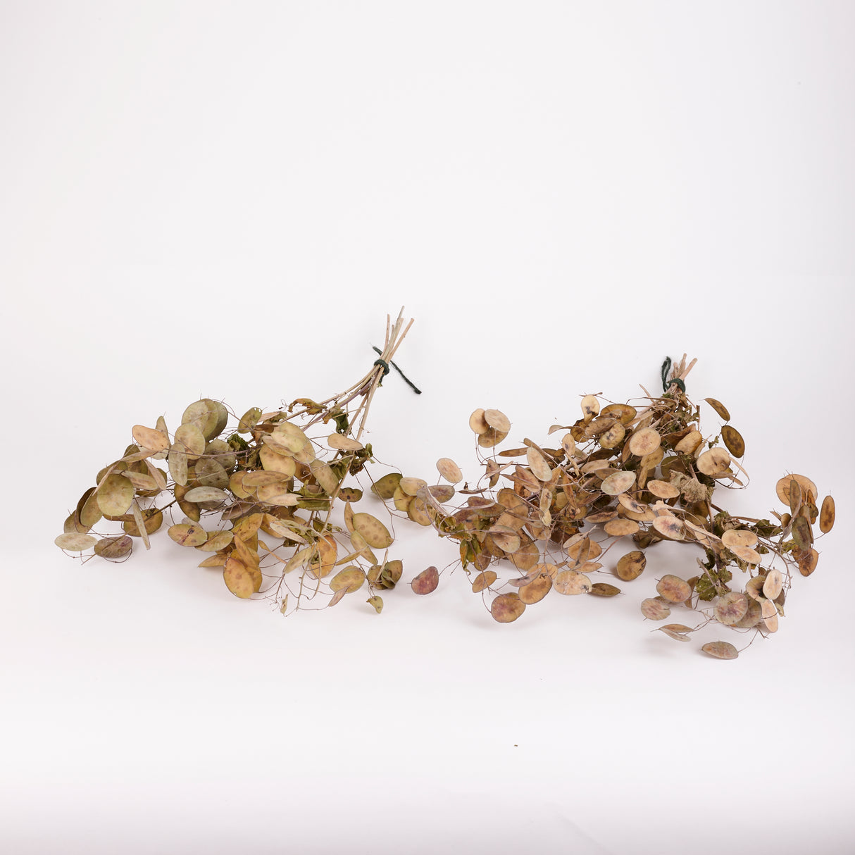 Lunaria (Honesty), British, Unpeeled, Bunch x 5 Stems