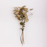 Lunaria (Honesty), British, Unpeeled, Bunch x 5 Stems