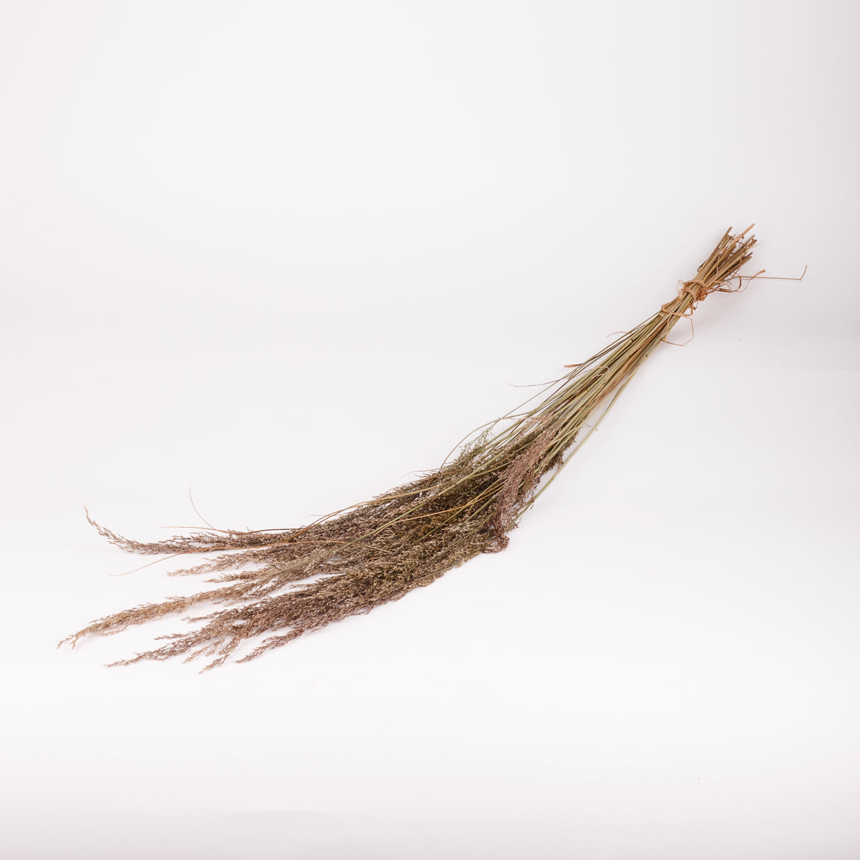 Calamagrostis (Reed Grass), British, Dried, Natural, 80cm Bunch