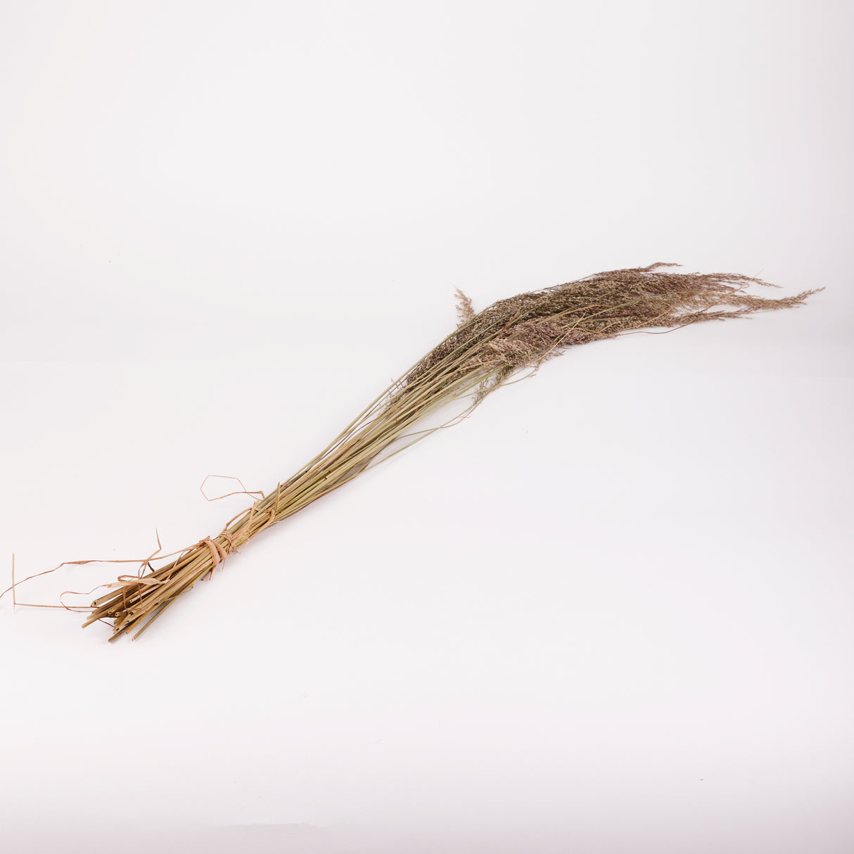 Calamagrostis (Reed Grass), British, Dried, Natural, 80cm Bunch