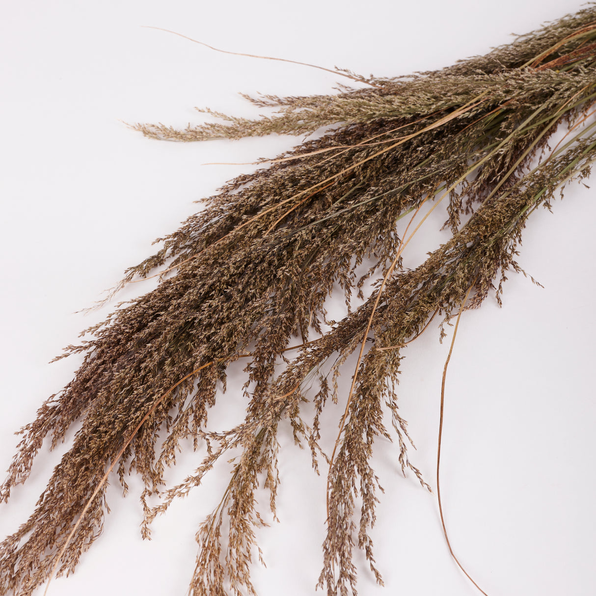 Calamagrostis (Reed Grass), British, Dried, Natural, 80cm Bunch
