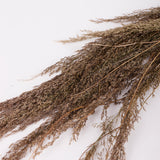 Calamagrostis (Reed Grass), British, Dried, Natural, 80cm Bunch