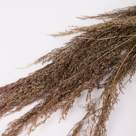 Calamagrostis (Reed Grass), British, Dried, Natural, 80cm Bunch