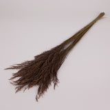Calamagrostis (Reed Grass), British, Dried, Natural, 80cm Bunch