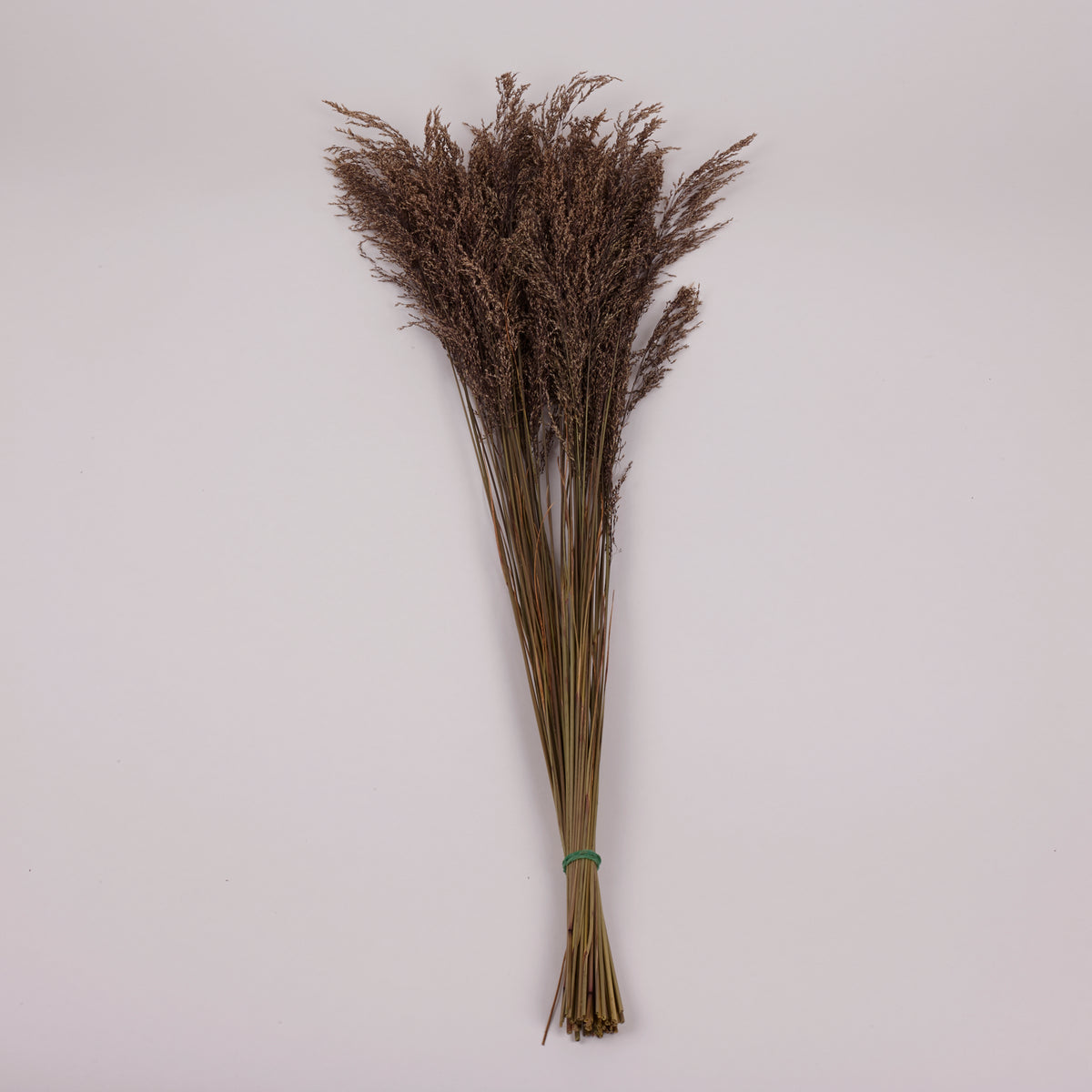 Calamagrostis (Reed Grass), British, Dried, Natural, 80cm Bunch