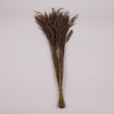 Calamagrostis (Reed Grass), British, Dried, Natural, 80cm Bunch