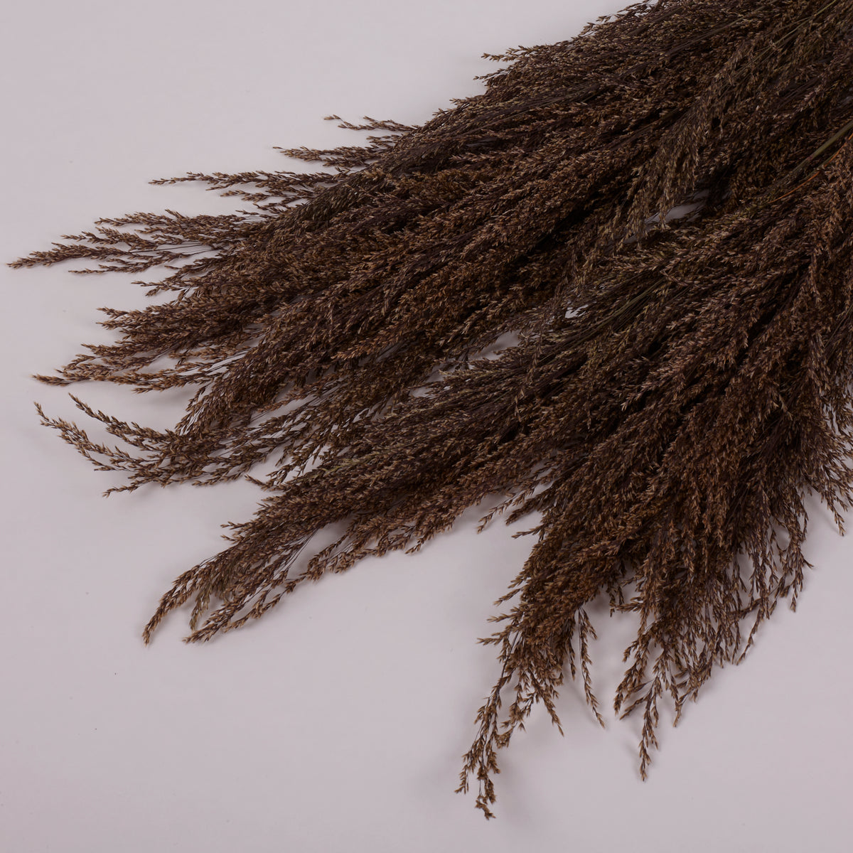 Calamagrostis (Reed Grass), British, Dried, Natural, 80cm Bunch