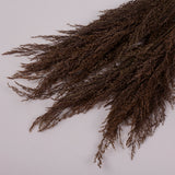 Calamagrostis (Reed Grass), British, Dried, Natural, 80cm Bunch