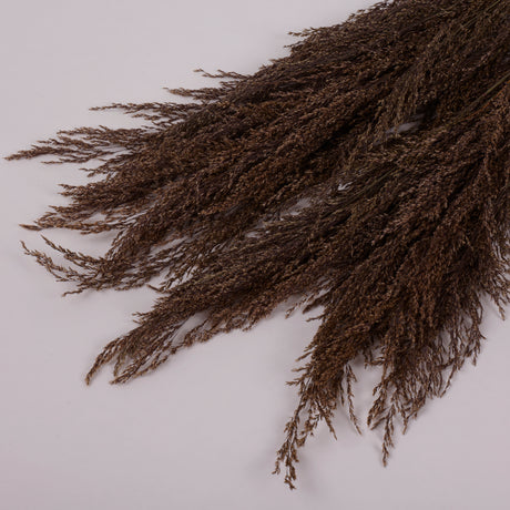 Calamagrostis (Reed Grass), British, Dried, Natural, 80cm Bunch