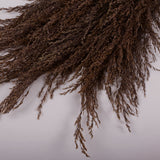 Calamagrostis (Reed Grass), British, Dried, Natural, 80cm Bunch