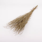 Wrinkled Cress (Lepidium sativum), British, Dried, Natural, 60cm Bunch 10 stems