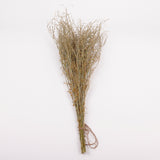 Wrinkled Cress (Lepidium sativum), British, Dried, Natural, 60cm Bunch 10 stems