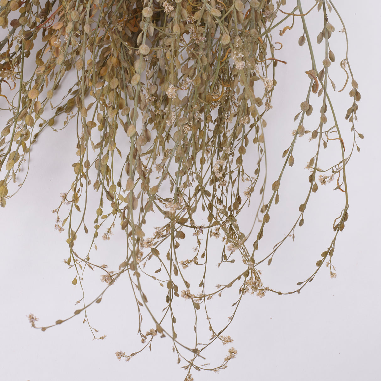 Wrinkled Cress (Lepidium sativum), British, Dried, Natural, 60cm Bunch 10 stems