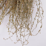 Wrinkled Cress (Lepidium sativum), British, Dried, Natural, 60cm Bunch 10 stems