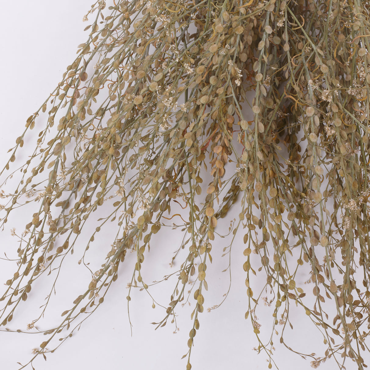 Wrinkled Cress (Lepidium sativum), British, Dried, Natural, 60cm Bunch 10 stems