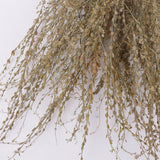 Wrinkled Cress (Lepidium sativum), British, Dried, Natural, 60cm Bunch 10 stems