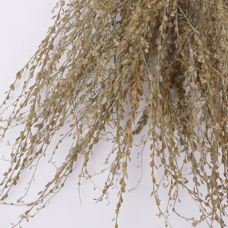 Wrinkled Cress (Lepidium sativum), British, Dried, Natural, 60cm Bunch 10 stems