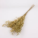 Penny Cress (Thlaspi arvense), British, Dried, Natural, 60cm Bunch 10 stems