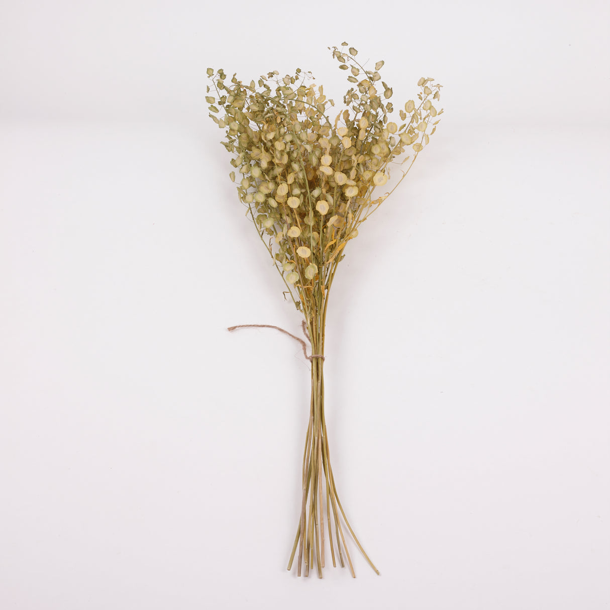 Penny Cress (Thlaspi arvense), British, Dried, Natural, 60cm Bunch 10 stems
