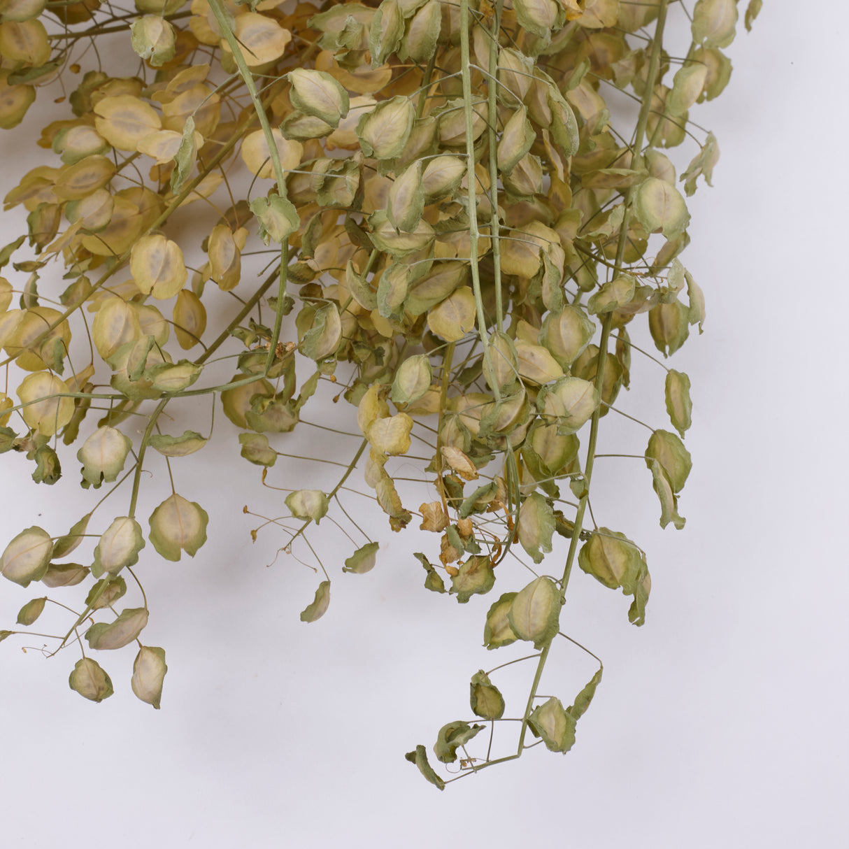 Penny Cress (Thlaspi arvense), British, Dried, Natural, 60cm Bunch 10 stems