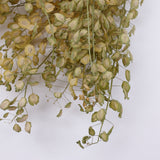 Penny Cress (Thlaspi arvense), British, Dried, Natural, 60cm Bunch 10 stems