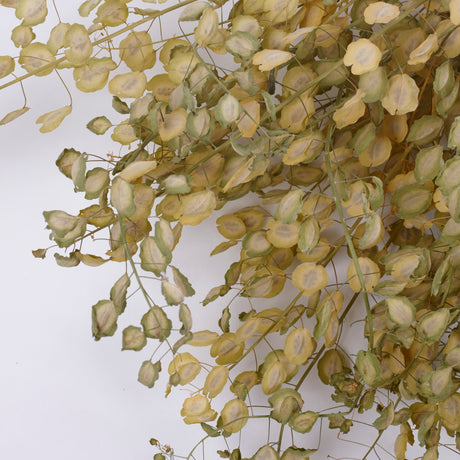 Penny Cress (Thlaspi arvense), British, Dried, Natural, 60cm Bunch 10 stems