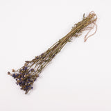 Jacobs Ladder (Polemoniuim), British, Dried, Natural, 60cm Bunch 10 stems