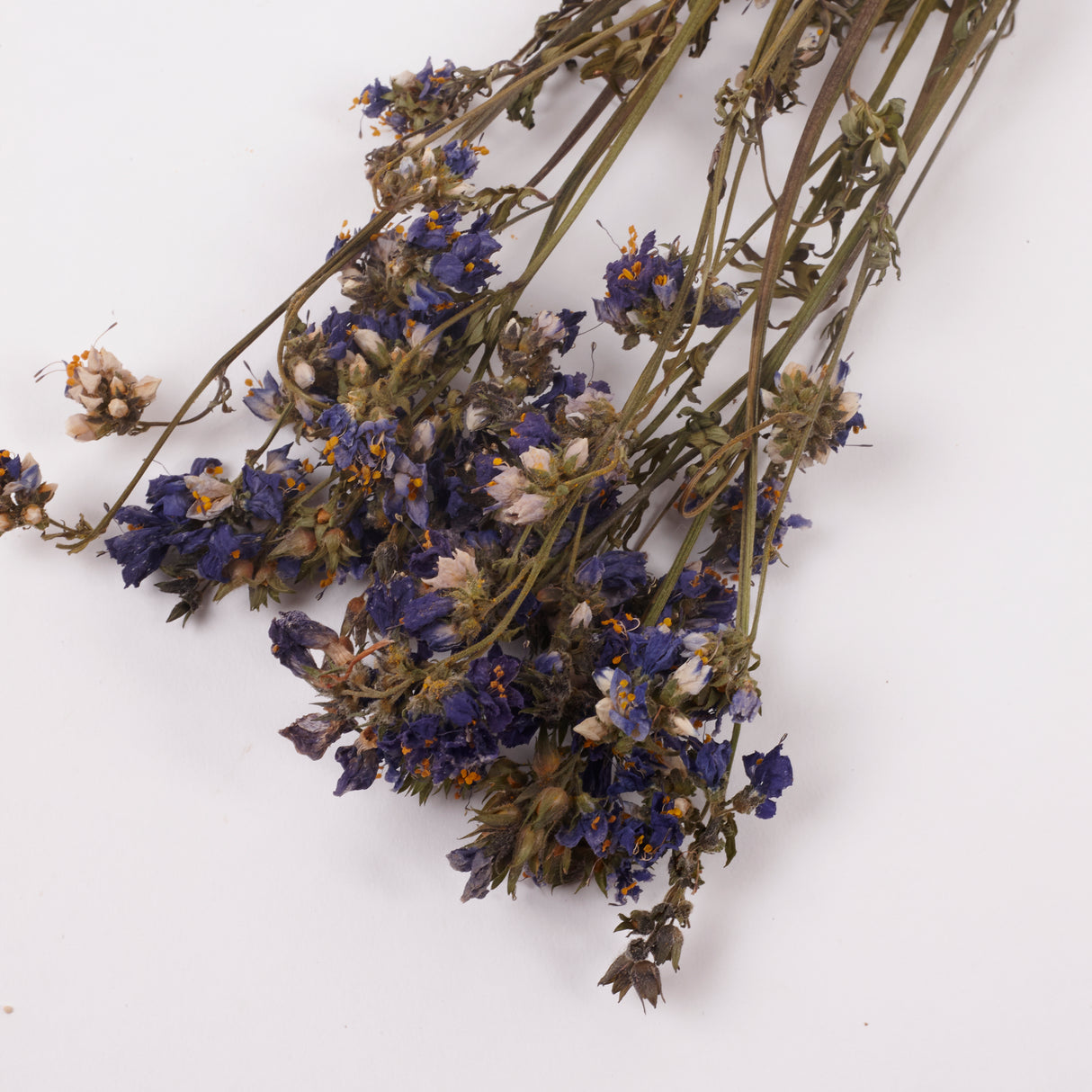 Jacobs Ladder (Polemoniuim), British, Dried, Natural, 60cm Bunch 10 stems