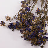 Jacobs Ladder (Polemoniuim), British, Dried, Natural, 60cm Bunch 10 stems