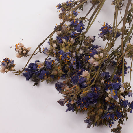 Jacobs Ladder (Polemoniuim), British, Dried, Natural, 60cm Bunch 10 stems